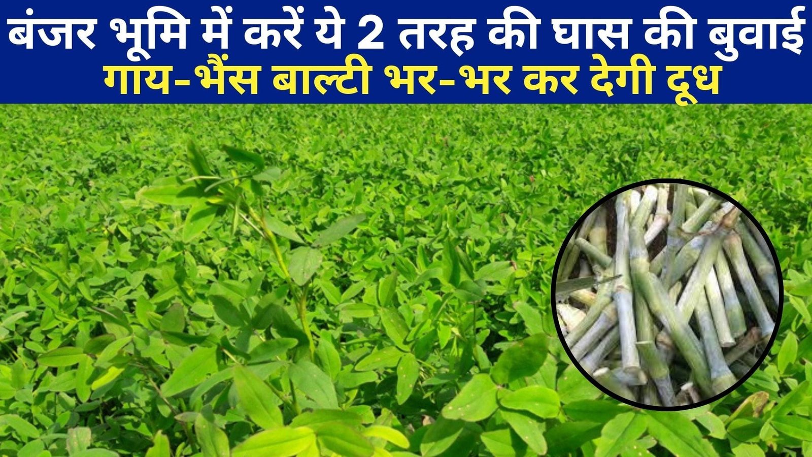 बरसात में बंजर भूमि में करें ये 2 तरह की घास की बुवाई, गाय-भैंस बाल्टी भर-भर कर देगी दूध खाद की भी नहीं पड़ेगी जरूरत, जानिए नाम