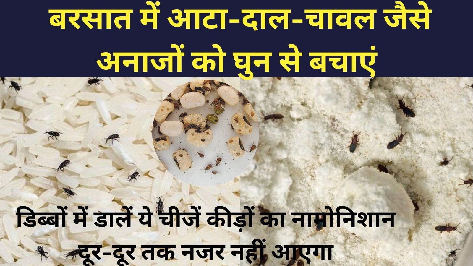 बरसात में आटा-दाल-चावल जैसे अनाजों को घुन से बचाएं, डिब्बों में डालें ये चीजें कीड़ों का नामोनिशान दूर-दूर तक नजर नहीं आएगा, जानिए कैसे