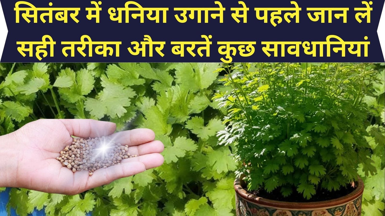 सितंबर में धनिया उगाने से पहले जान लें सही तरीका और बरतें कुछ सावधानियां, चंद दिनों में बिना खाद दिए घर में ही उगेगा फ्रेश हरा धनिया, जाने प्रोसेस