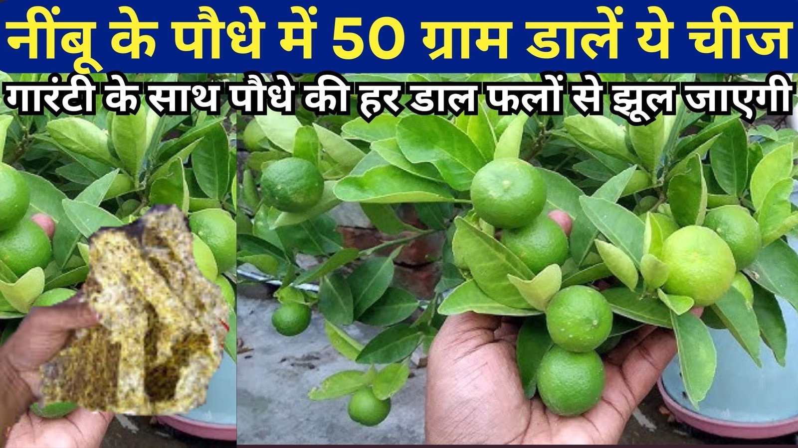 नींबू के पौधे में 50 ग्राम डालें ये चीज, गारंटी के साथ पौधे की हर डाल फलों से झूल जाएगी बरसों पुराने पौधा भी फलने लगेगा, जानिए नाम