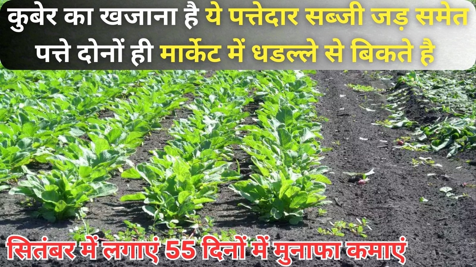 कुबेर का खजाना है ये पत्तेदार सब्जी, जड़ समेत पत्ते दोनों ही मार्केट में धडल्ले से बिकते है सितंबर में लगाएं 55 दिनों में लाखों का मुनाफा कमाएं