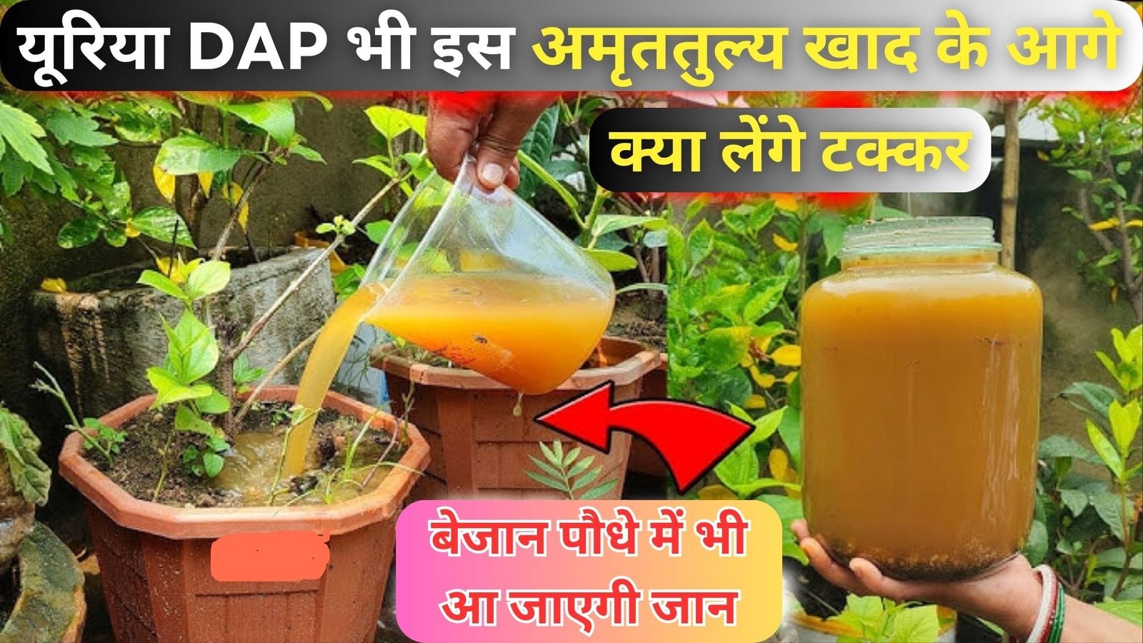 यूरिया DAP भी इस अमृततुल्य खाद के आगे क्या लेंगे टक्कर, इससे बेजान पौधे में भी आ जाएगी जान हमेशा हरे भरे फलों फूलों से भरे रहेंगे पौधे, जाने नाम