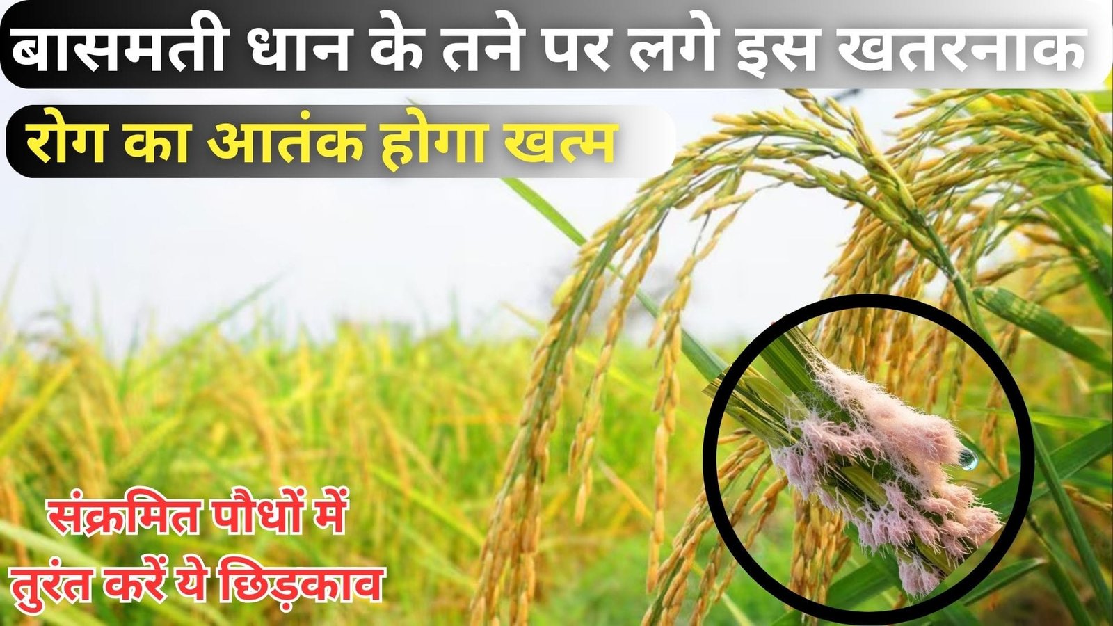 बासमती धान के तने पर लगे इस खतरनाक रोग का आतंक होगा खत्म, संक्रमित पौधों में तुरंत करें इस चीज का छिड़काव, जाने नाम