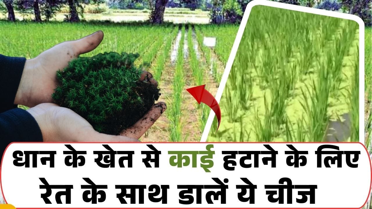 धान के खेत से काई कैसे हटाएं