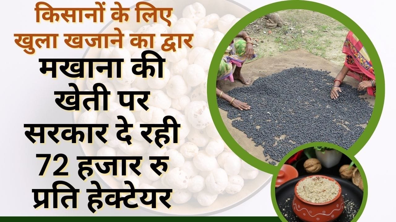 मखाना की खेती के लिए सब्सिडी