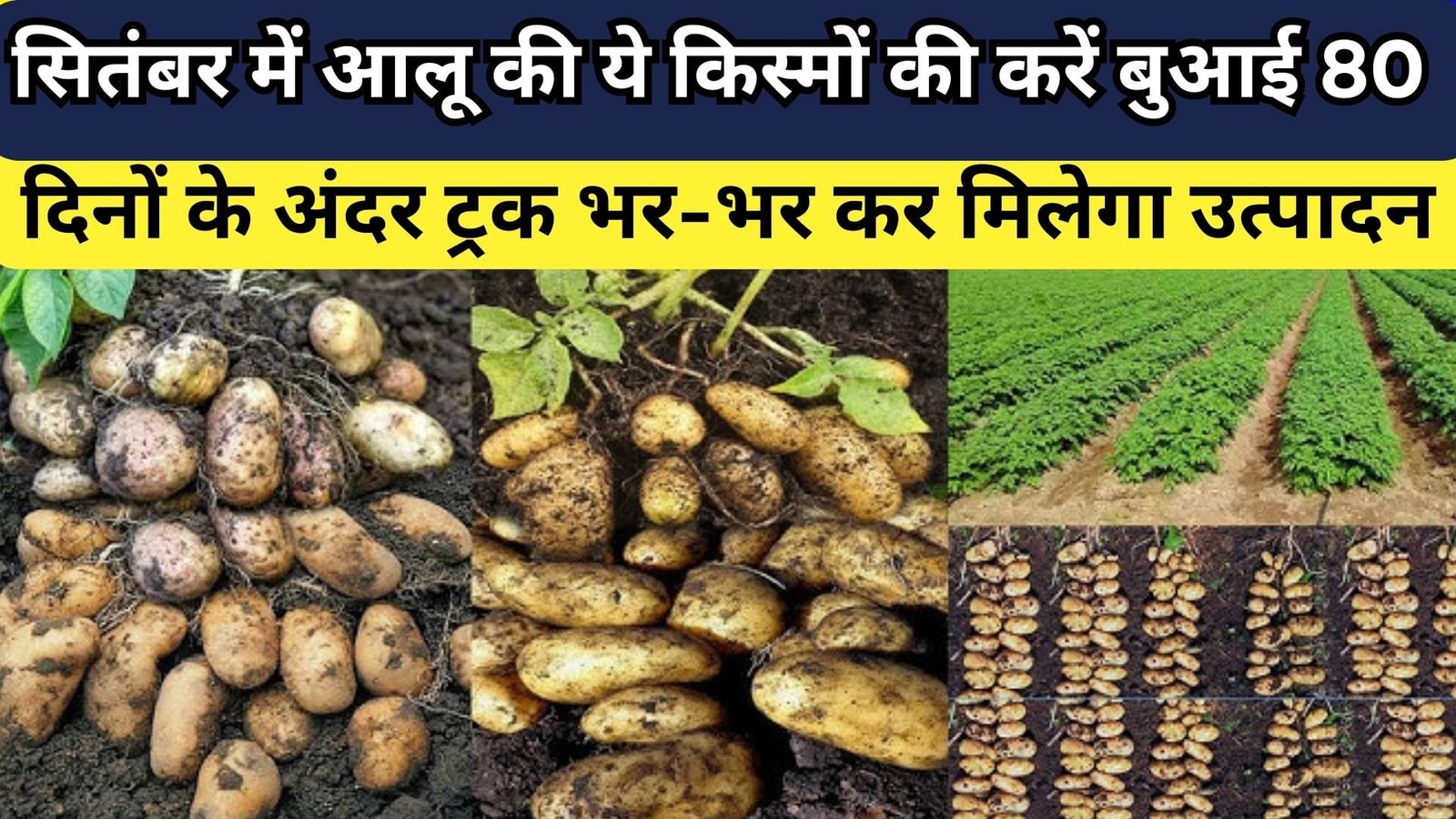 सितंबर में आलू की ये किस्मों की करें बुआई, 80 दिनों के अंदर ट्रक भर-भर कर मिलेगा उत्पादन किसानों के चेहरे पर आएगी लाखों रुपए के मुनाफे वाली मुस्कान