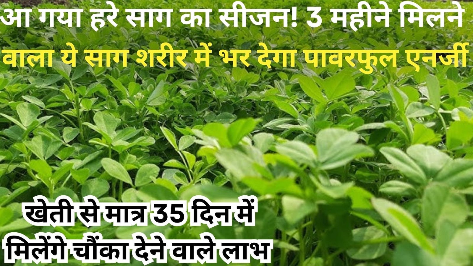 आ गया हरे साग का सीजन! 3 महीने मिलने वाला ये साग शरीर के अंग-अंग में भर देगा पावरफुल एनर्जी, खेती से भी मात्र 35 दिन में मिलेंगे चौंका देने वाले लाभ