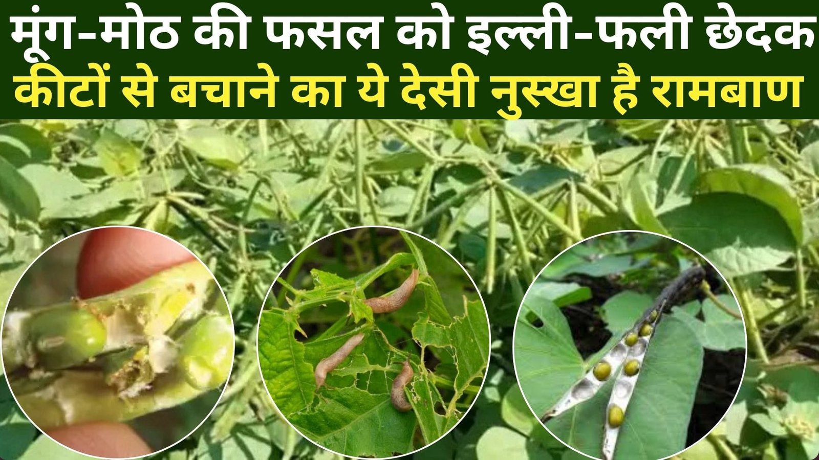 Agriculture Tips: मूंग-मोठ की फसल को इल्ली-फली छेदक कीटों से बचाने का ये देसी नुस्खा है रामबाण, फसल की गुणवत्ता को कर देगा दोगुना