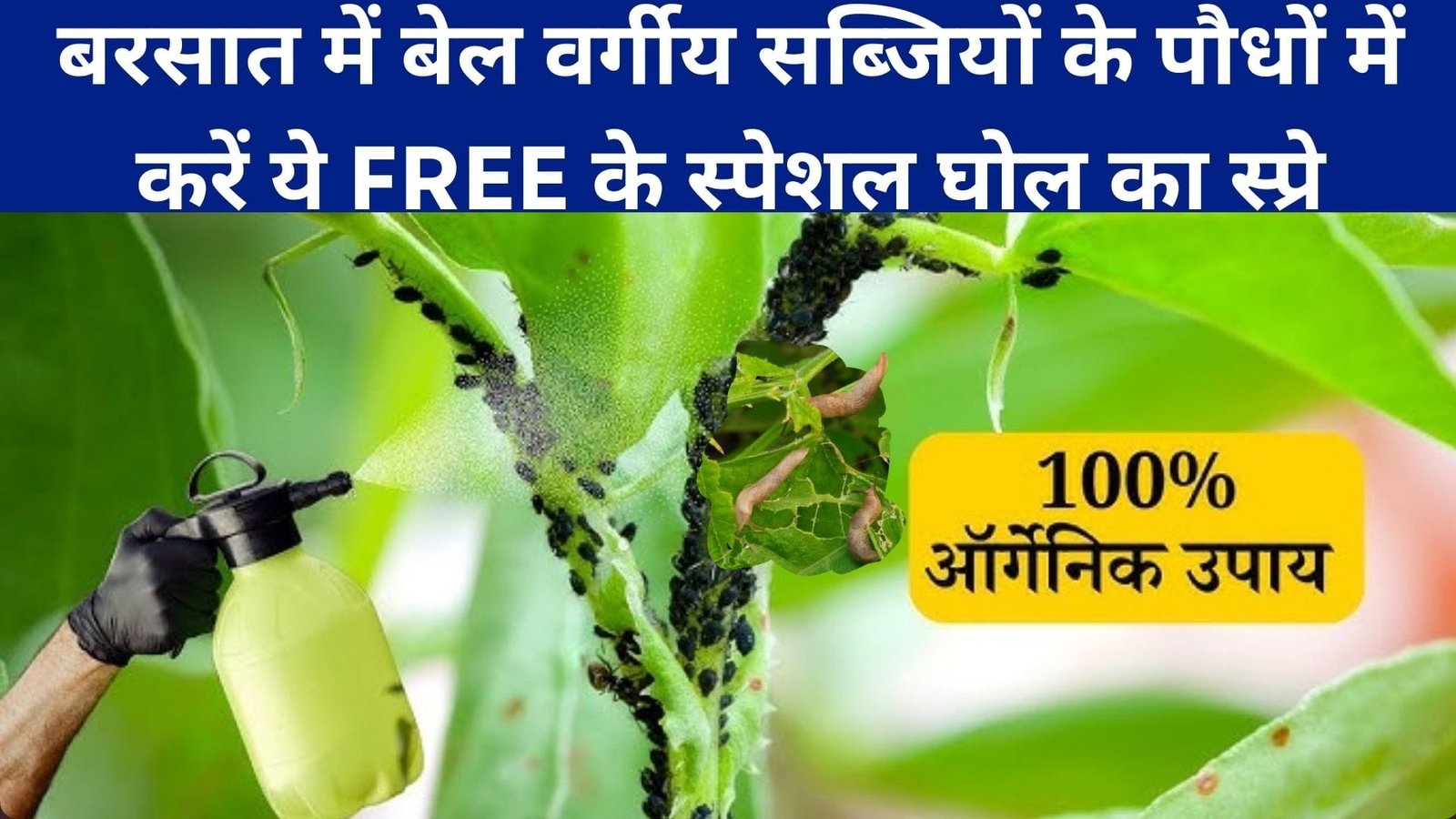 बरसात में बेल वर्गीय सब्जियों के पौधों में करें ये FREE के स्पेशल घोल का स्प्रे, कीड़ों की फोज की अब मौज होगी खत्म पौधें होंगे चुस्त तंदुरुस्त,