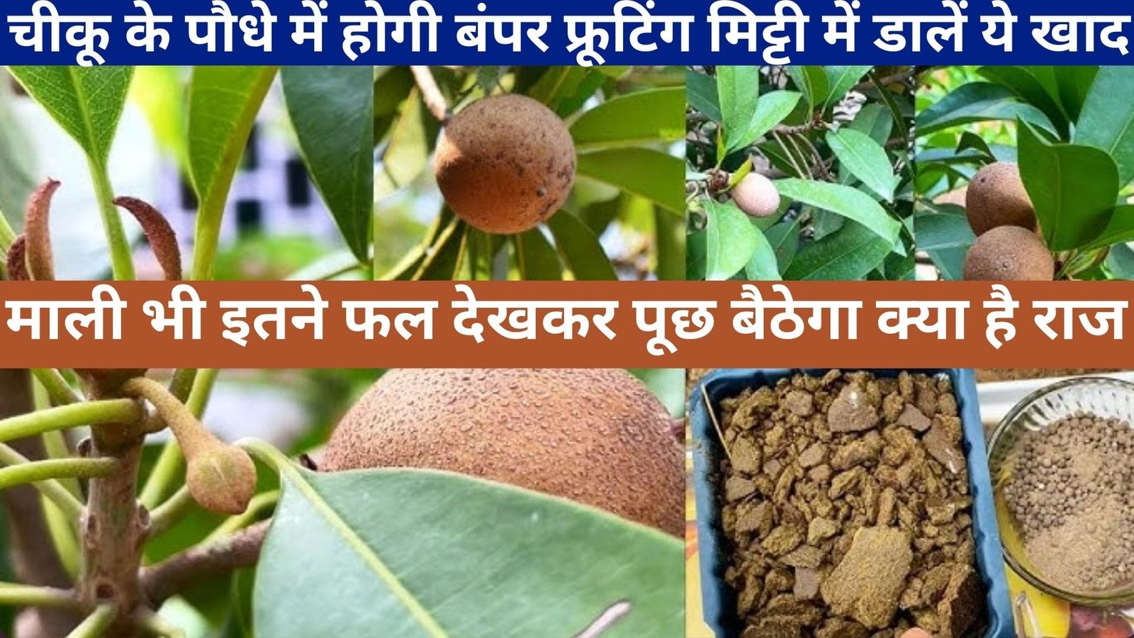 चीकू के पौधे में होगी बंपर फ्रूटिंग, मिट्टी में गुड़ाई करके डालें ये खाद माली भी इतने फल देखकर पूछ बैठेगा क्या है इनका राज, जाने नाम