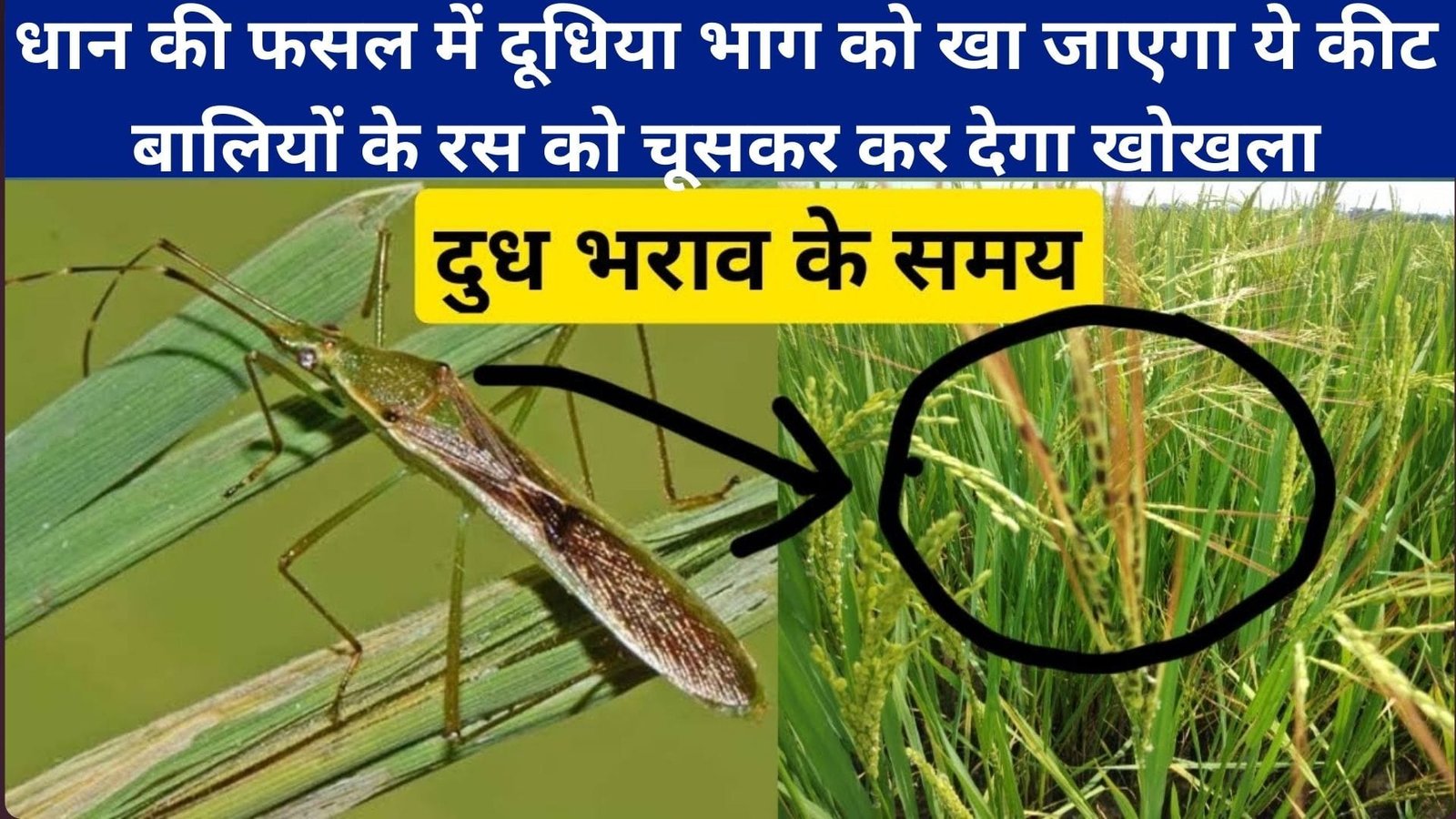 धान की फसल में दूधिया भाग को खा जाएगा ये कीट, बालियों के रस को चूसकर कर देगा खोखला, रोकथाम के लिए जाने उपाय