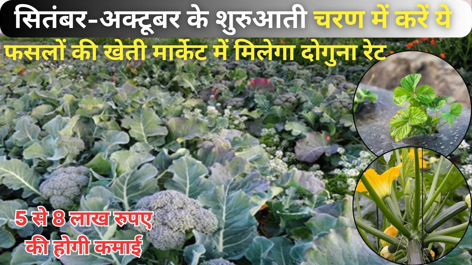 सितंबर-अक्टूबर के शुरुआती चरण में करें इन फसलों की खेती, 1 एकड़ में ये फसलें बना देगी लखपति मार्केट में मिलेगा दोगुना रेट 5 से 8 लाख रुपए की होगी कमाई, जाने नाम