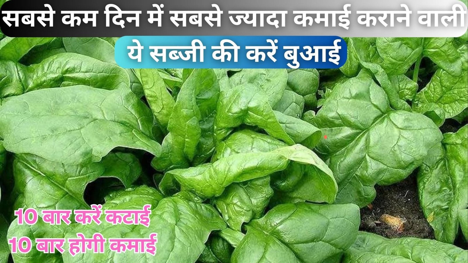 सबसे कम दिन में सबसे ज्यादा कमाई कराने वाली ये सब्जी की करें बुआई, 10 बार करें कटाई 10 बार होगी कमाई, जाने नाम