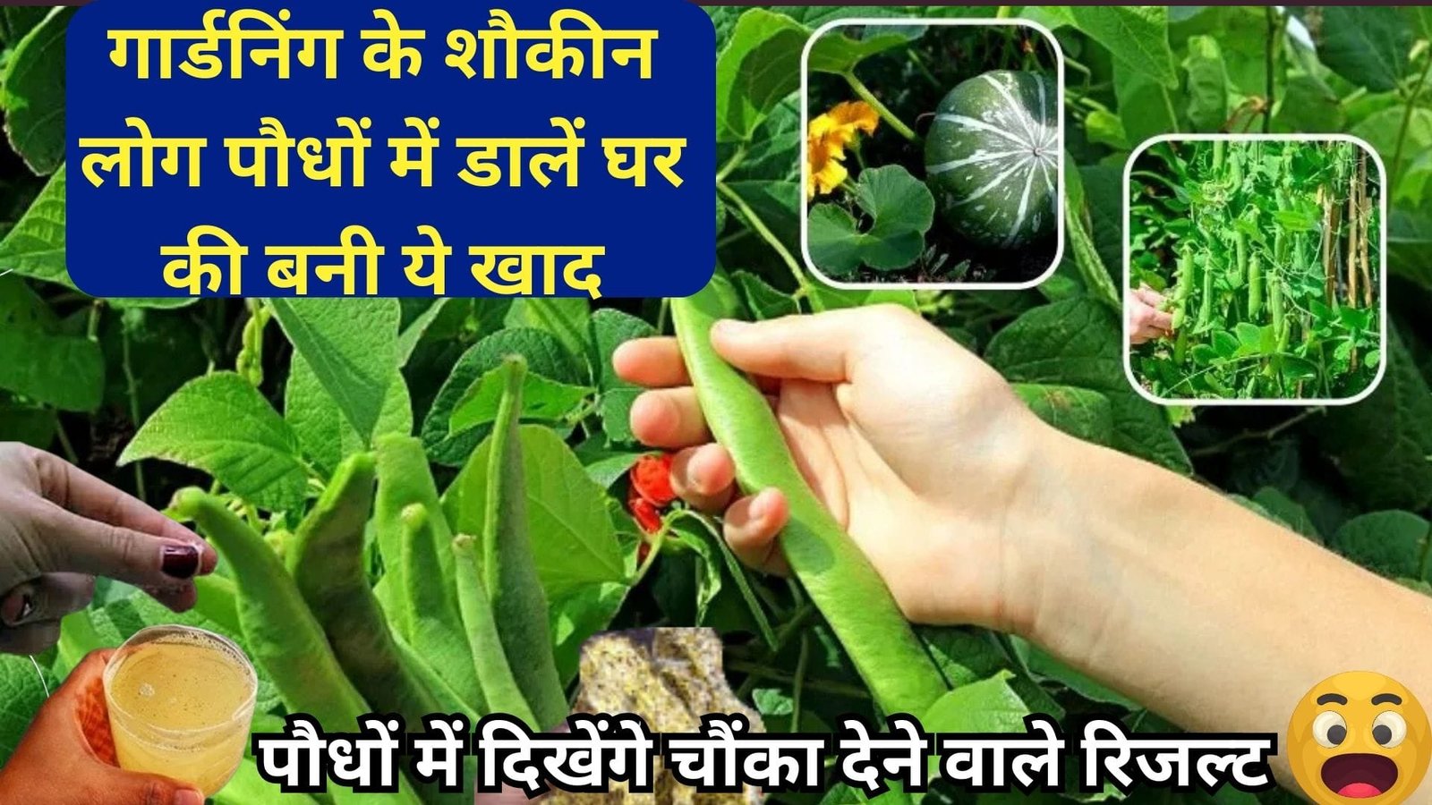 गार्डनिंग के शौकीन लोग पौधों में डालें घर की बनी ये खाद, पौधों में दिखेंगे चौंका देने वाले रिजल्ट होगी हैवी फ्लॉवरिंग और फ्रूटिंग, जाने नाम नाम