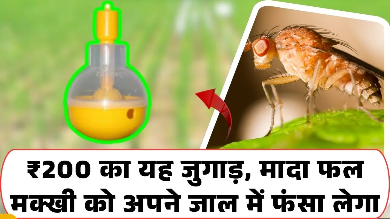 फ्रूट फ्लाई ट्रैप सिस्टम