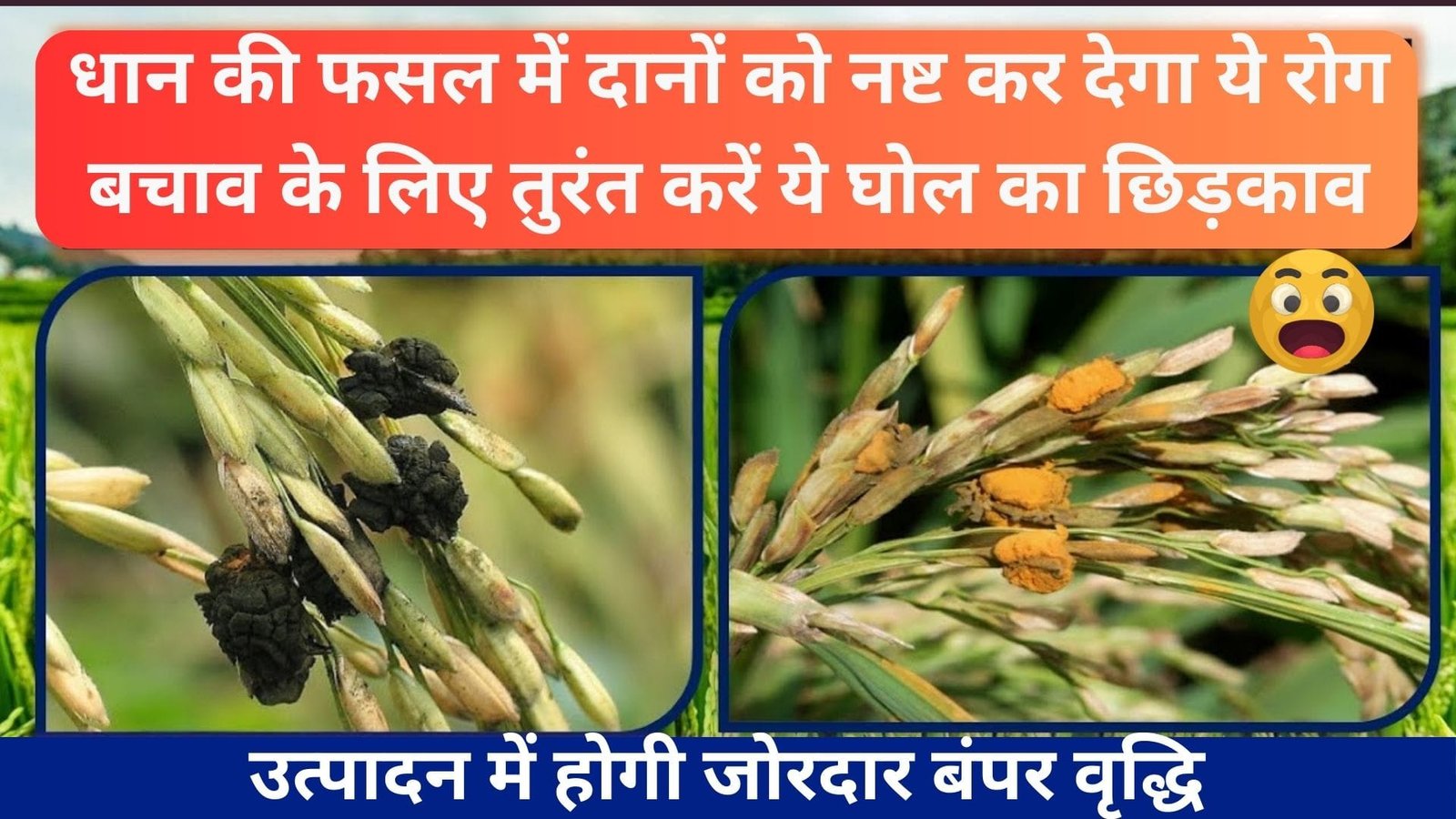 धान की फसल में दानों को नष्ट कर देगा ये रोग, बचाव के लिए तुरंत करें ये घोल का छिड़काव उत्पादन में होगी जोरदार बंपर वृद्धि, जानिए उपाय