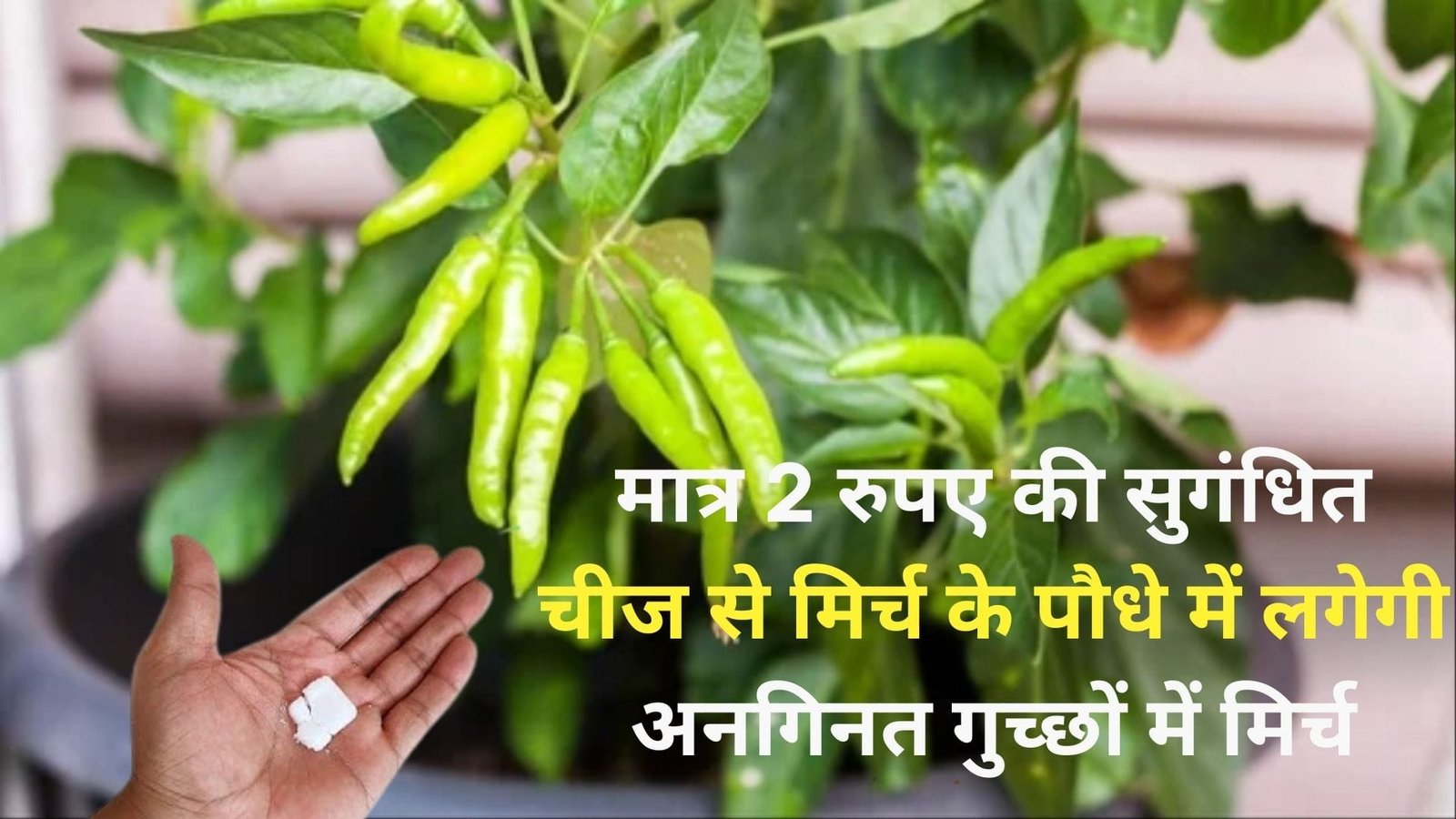 मात्र 2 रुपए की सुगंधित चीज से मिर्च के पौधे में लगेगी अनगिनत गुच्छों में मिर्च, मार्केट से खरीदने की झंझट अब खत्म, जाने पौधे को कीड़ों से बचाने का उपाय