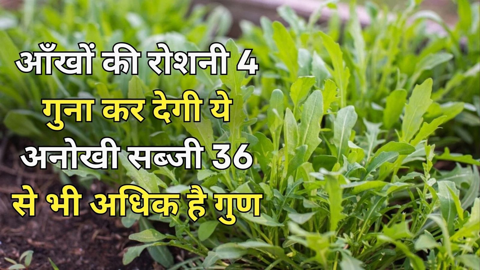 आँखों की रोशनी 4 गुना कर देगी ये अनोखी सब्जी, 36 से भी अधिक है गुण खेती से लग जाएगी लॉटरी बिकती है महंगी, जाने नाम