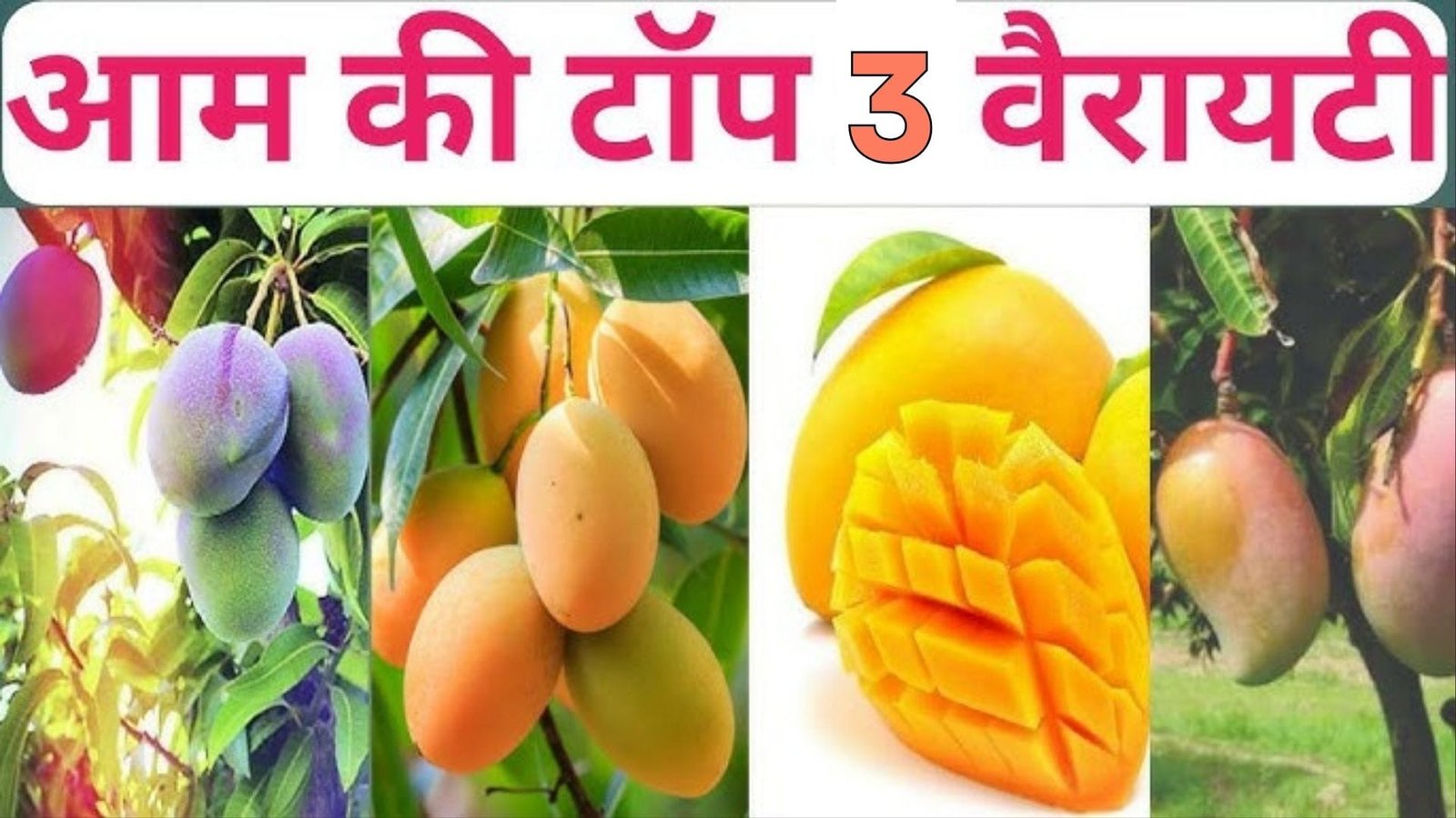 मानसून में आम की बागवानी के लिए सबसे उत्तम है ये किस्में, एकबार के इन्वेस्टमेंट से जिंदगी भर होगा प्रॉफिट हर साल होगी बंपर पैदावार, जाने नाम