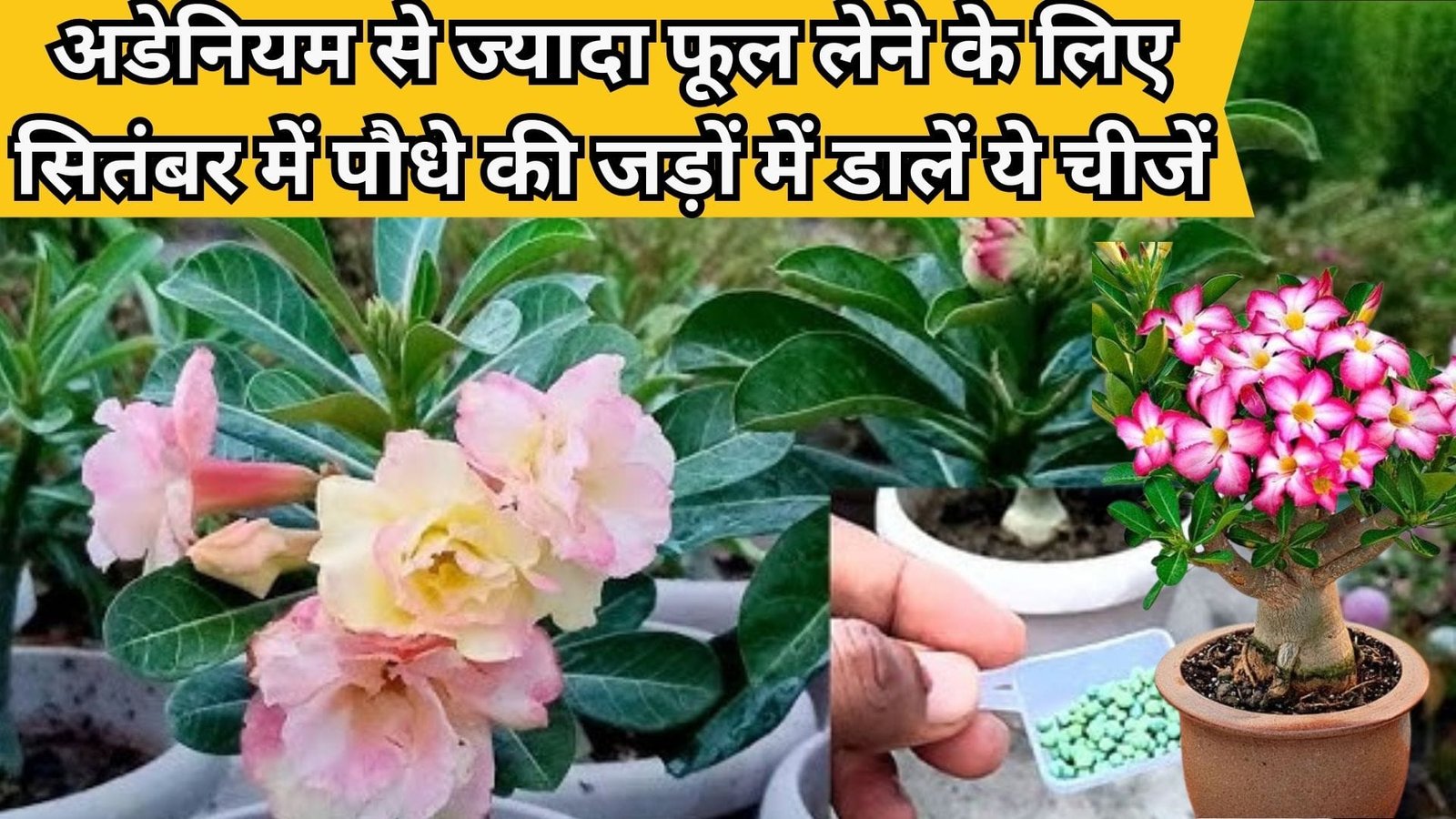 अडेनियम से ज्यादा फूल लेने के लिए सितंबर में पौधे की जड़ों में डालें ये स्पेशल चीजें, मानसून में फूलों से भर जाएगा पौधा, जाने नाम
