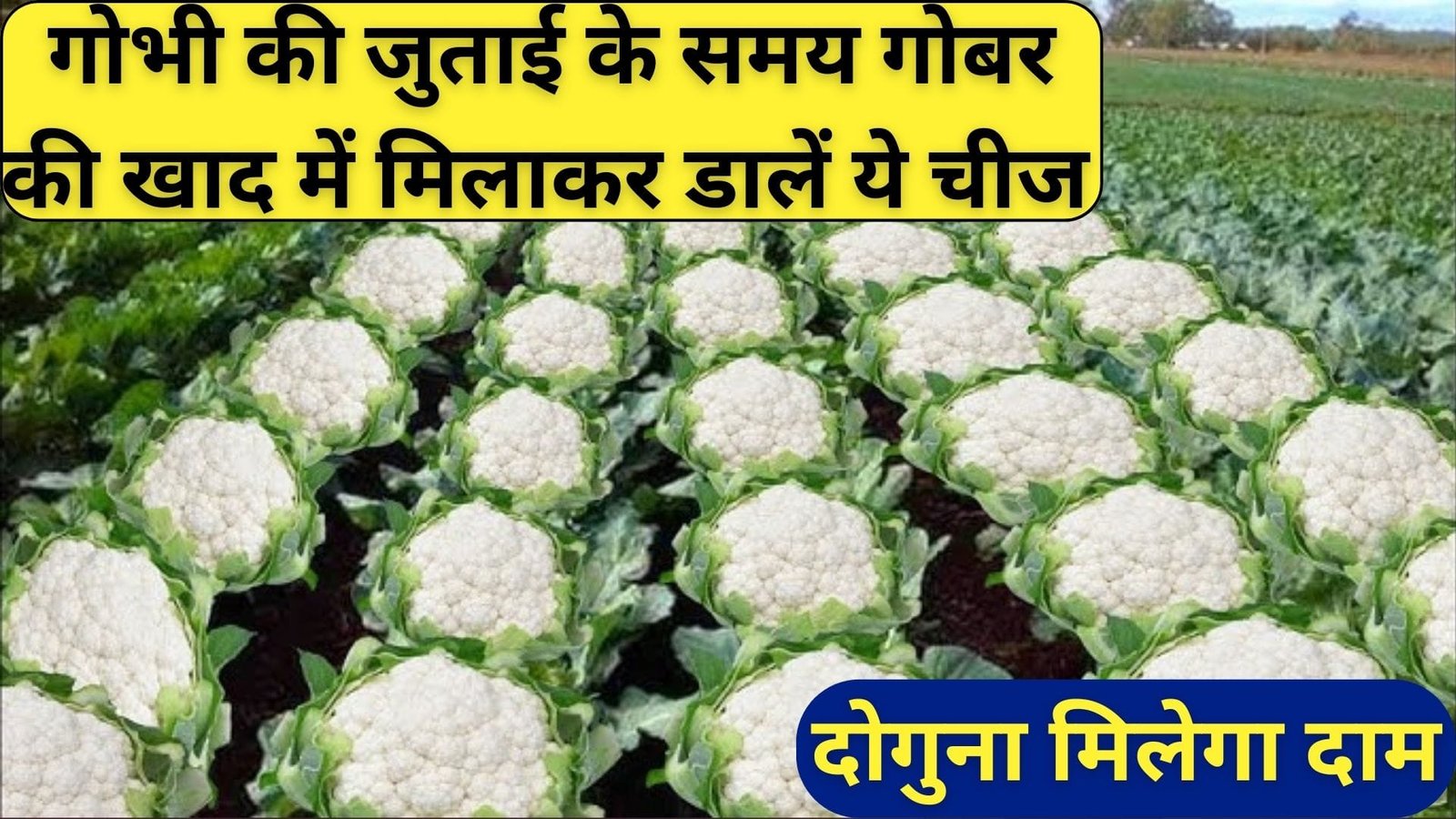 गोभी की जुताई के समय गोबर की खाद में मिलाकर डालें ये चीज, फूलों की गुणवत्ता और चमक में होगी बेशुमार वृद्धि दोगुना मिलेगा दाम