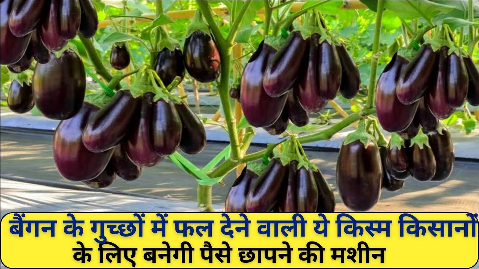 बैंगन के गुच्छों में फल देने वाली ये किस्म किसानों के लिए बनेगी पैसे छापने की मशीन, खेती के साथ-साथ किचन गार्डनिंग के लिए भी है उपयुक्त, जाने नाम