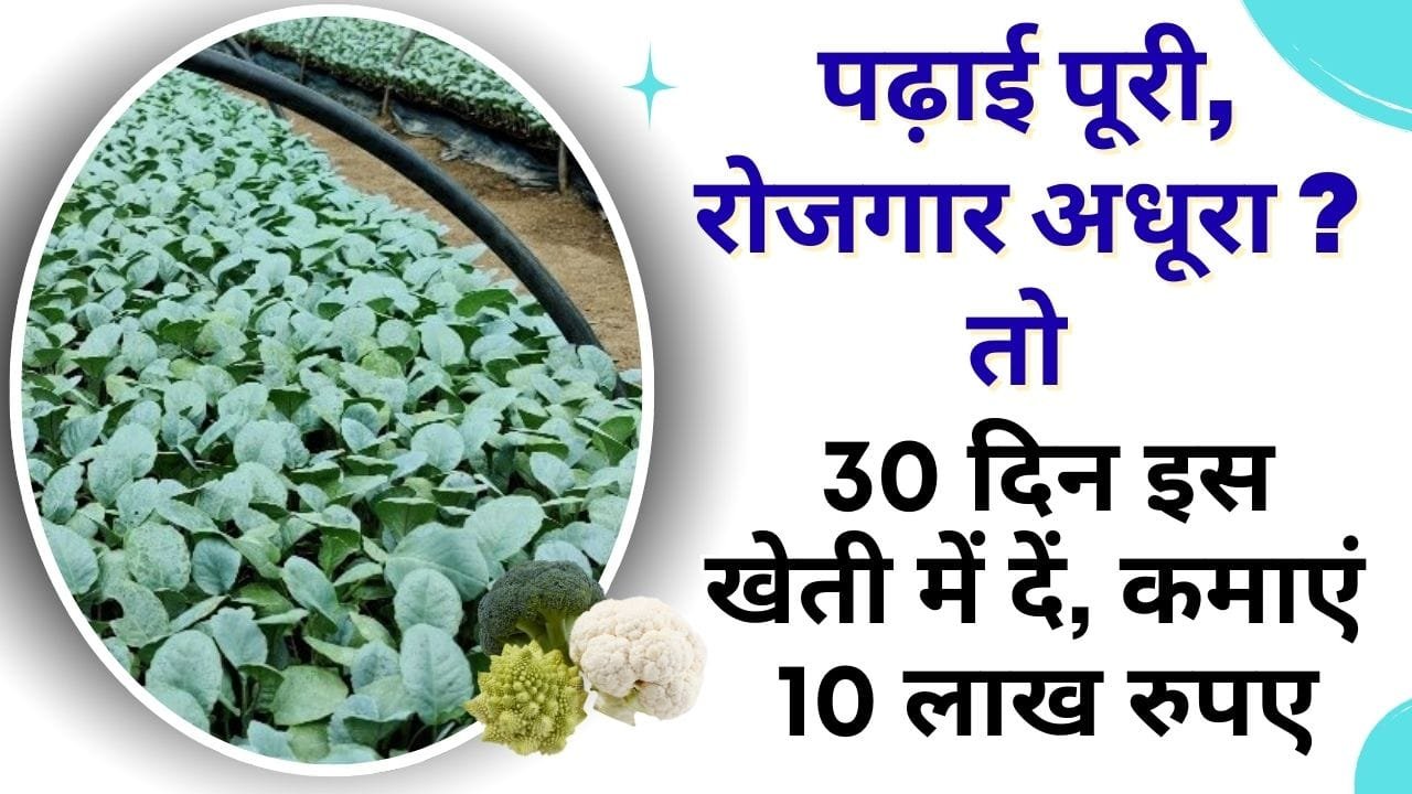 फूलगोभी की नर्सरी में कमाई