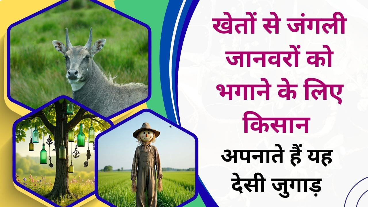 जंगली जानवरों से फसल कैसे बचाएं?