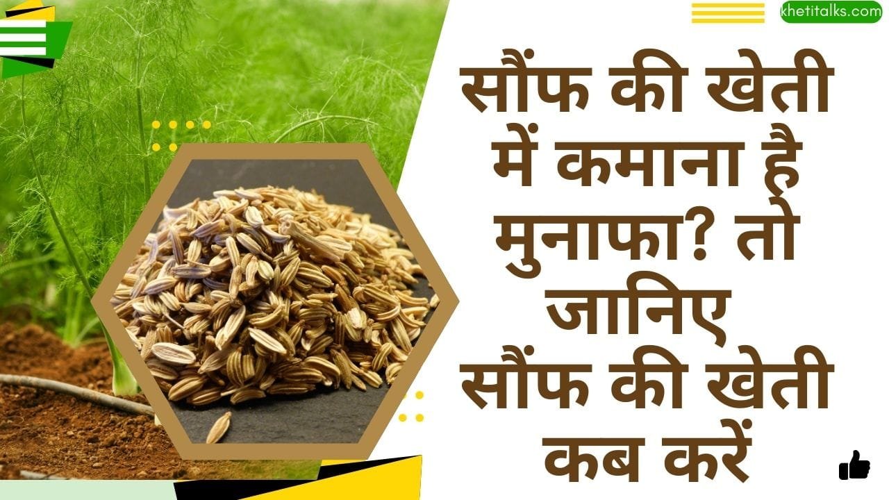 Saunf ki kheti