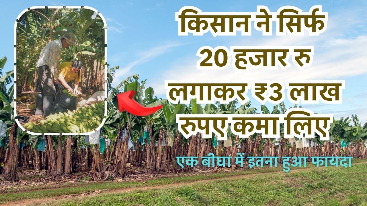 केले की जी-9 (G-9) किस्म