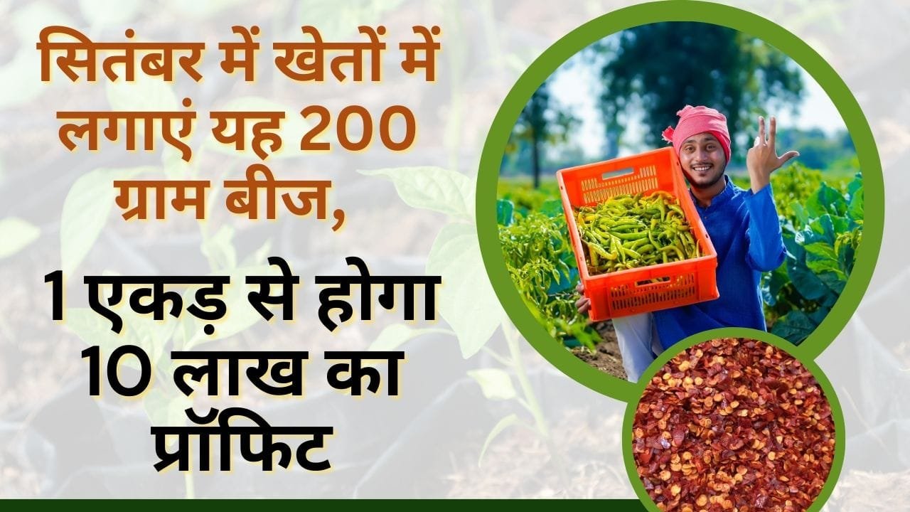 हरी मिर्च की खेती