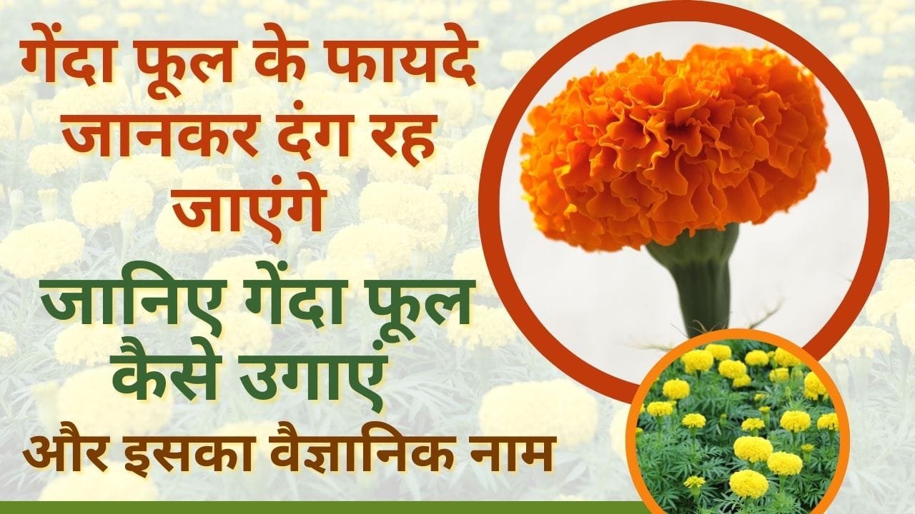 गेंदे की खेती में खर्च और कमाई