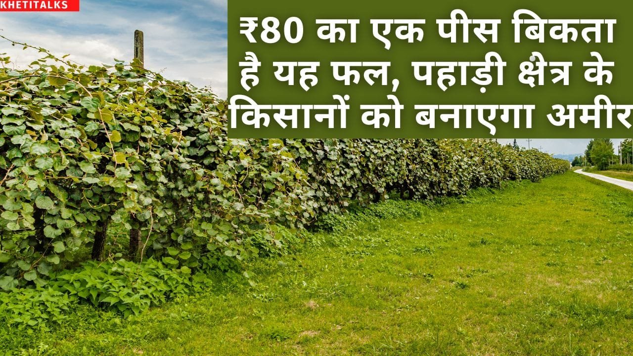 महंगे फल की खेती