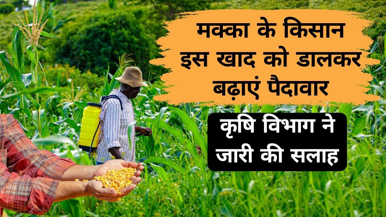 मक्का की फसल में दें यह खाद