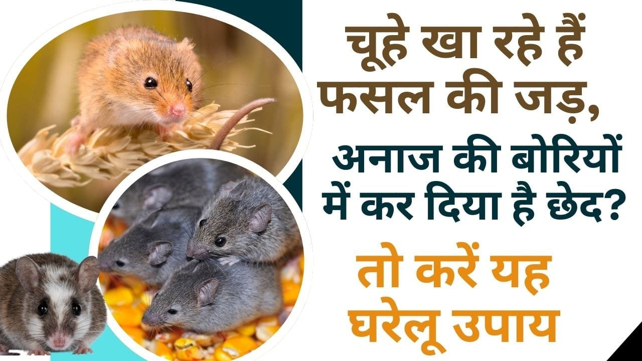 खेत से चूहे कैसे भगाएं?