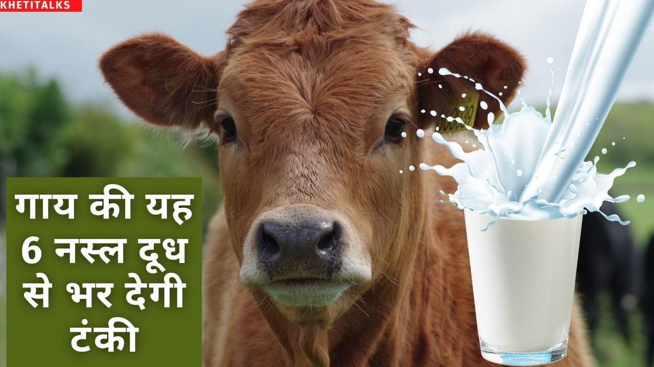 ज्यादा दूध देने वाली देसी गाय की नस्ल