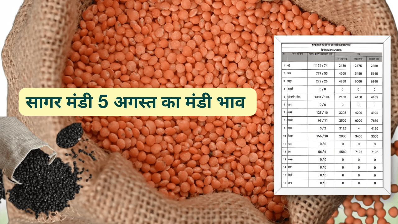 सागर मंडी