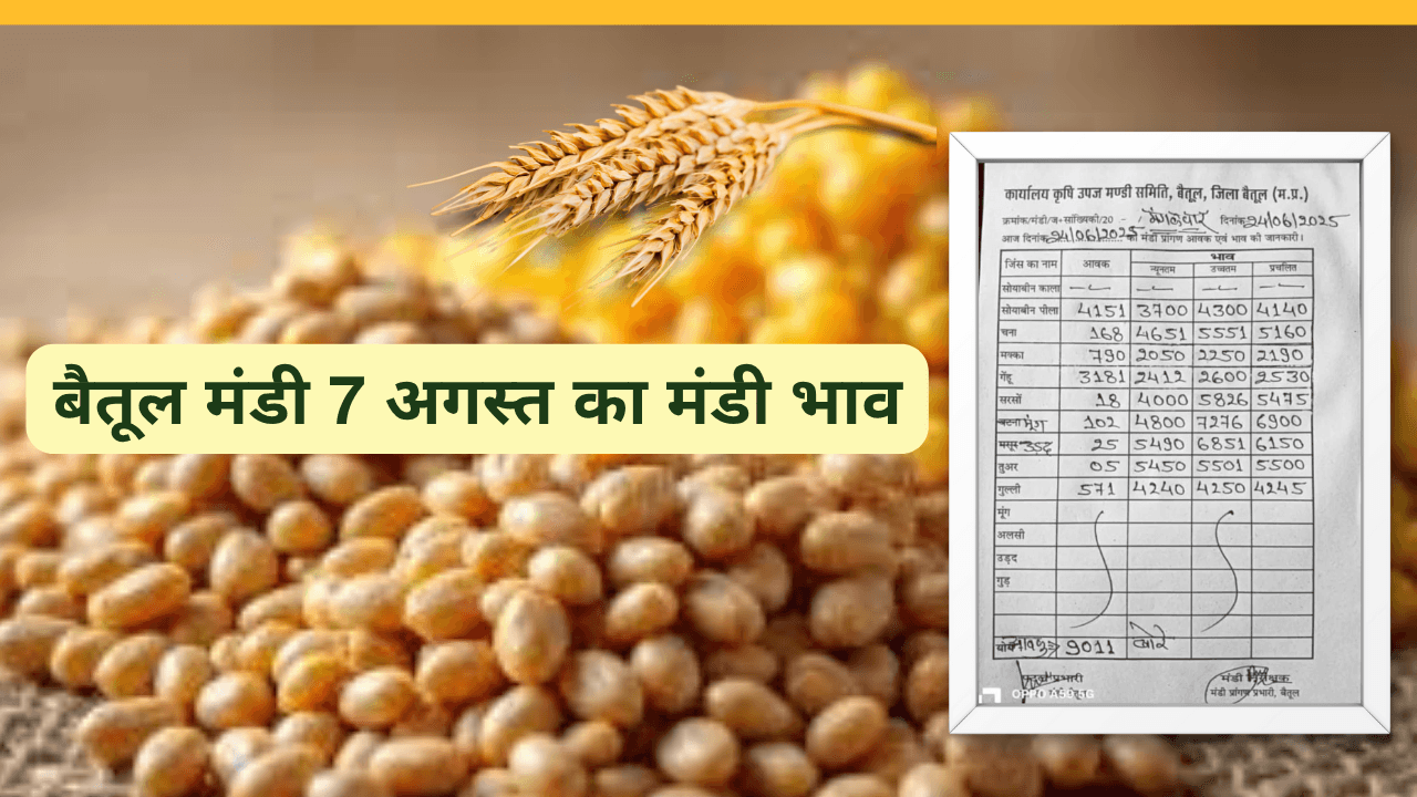 बैतूल मंडी