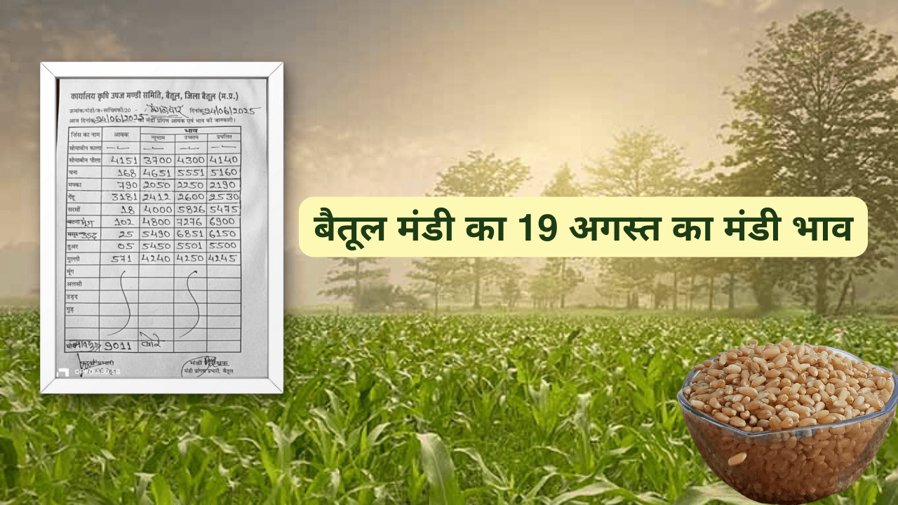 बैतूल मंडी