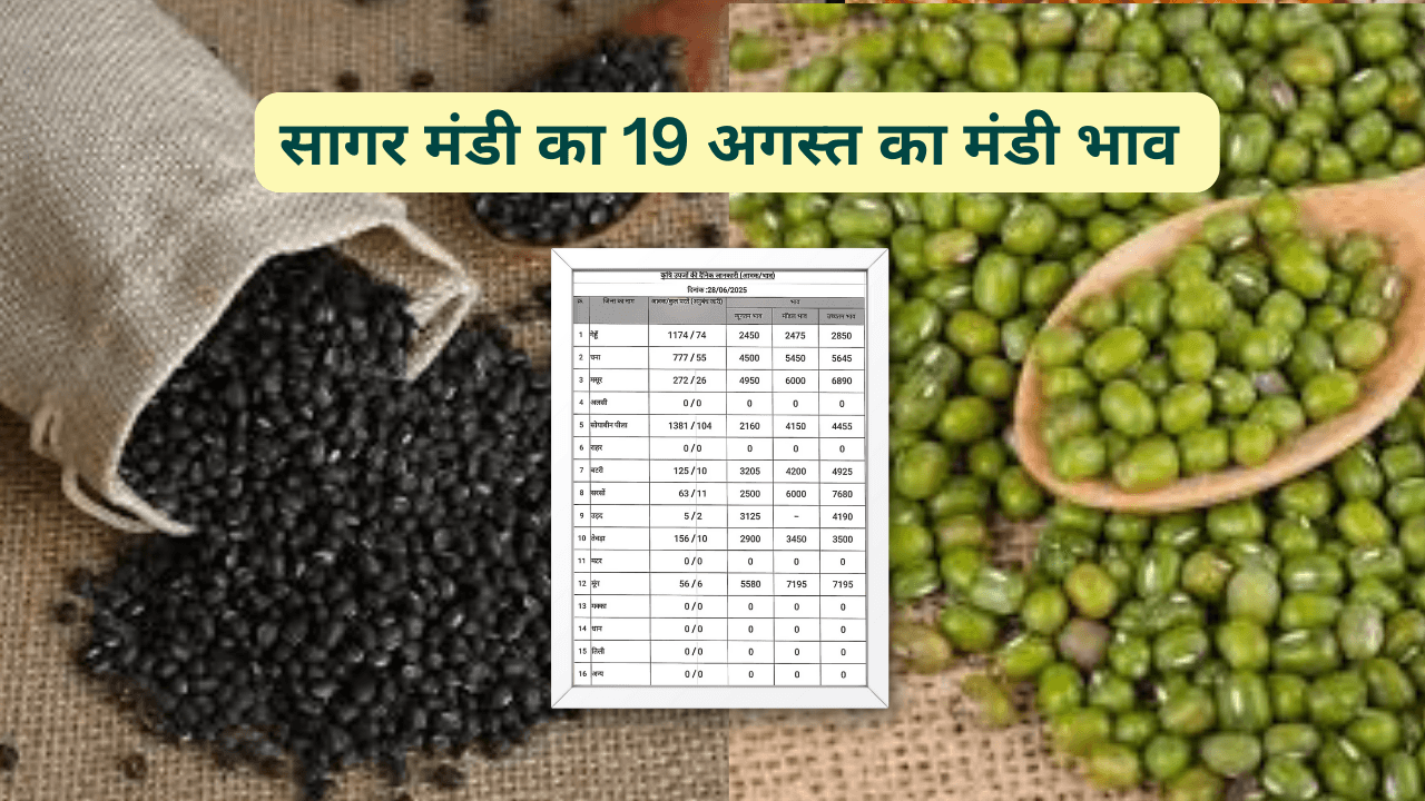 सागर मंडी