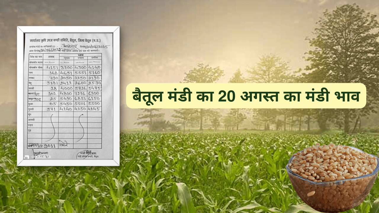 बैतूल मंडी