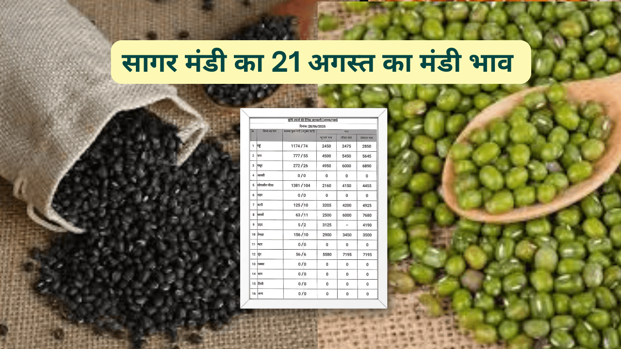 सागर मंडी