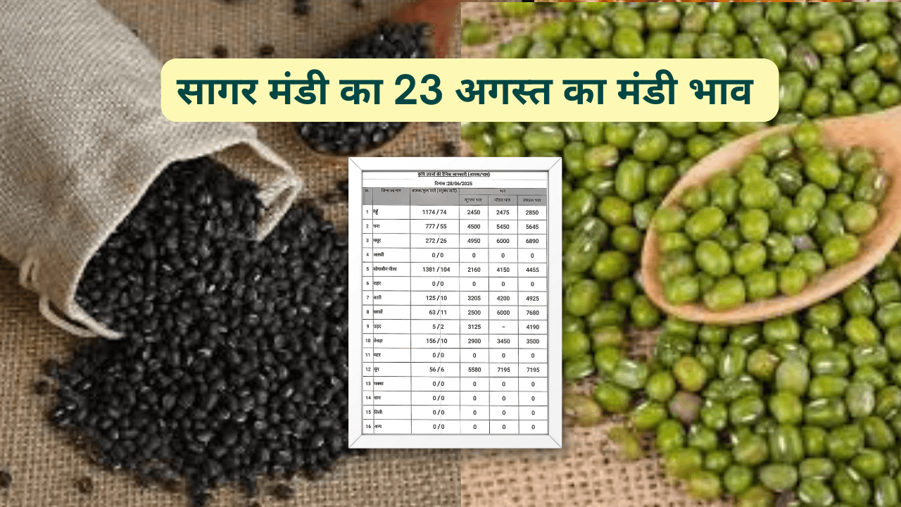 सागर मंडी