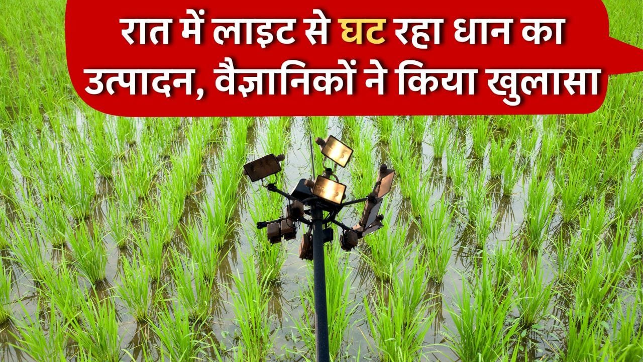 धान के खेत के पास जल रही लाइट से घट रहा उत्पादन