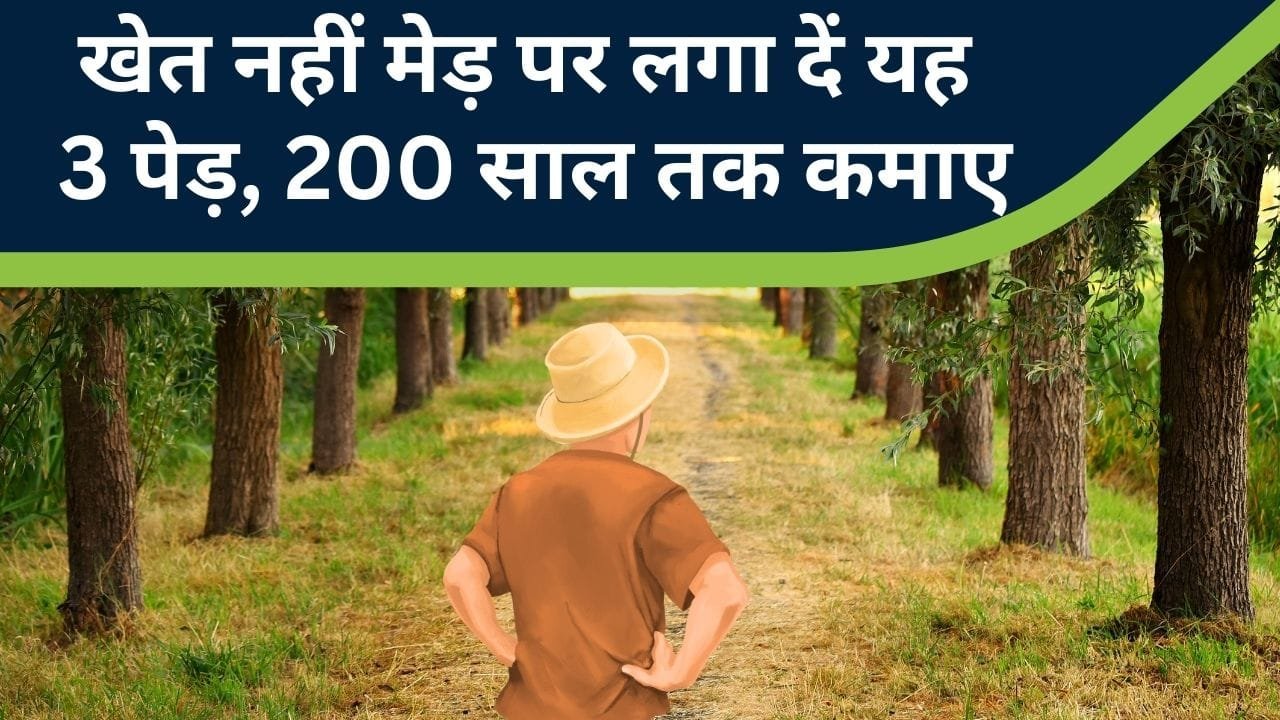 मेड़ पर लगा दें यह 3 पेड़