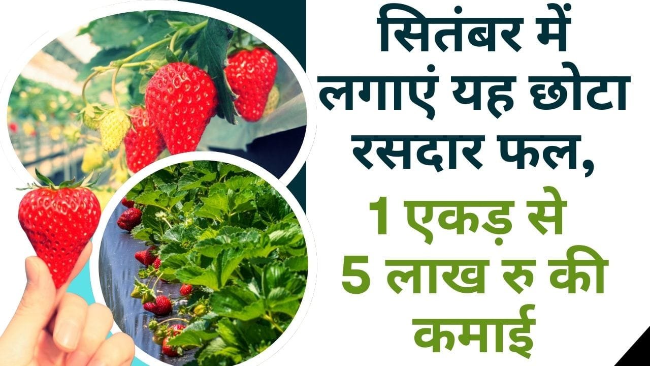 सितंबर–अक्टूबर में मुनाफे वाली खेती