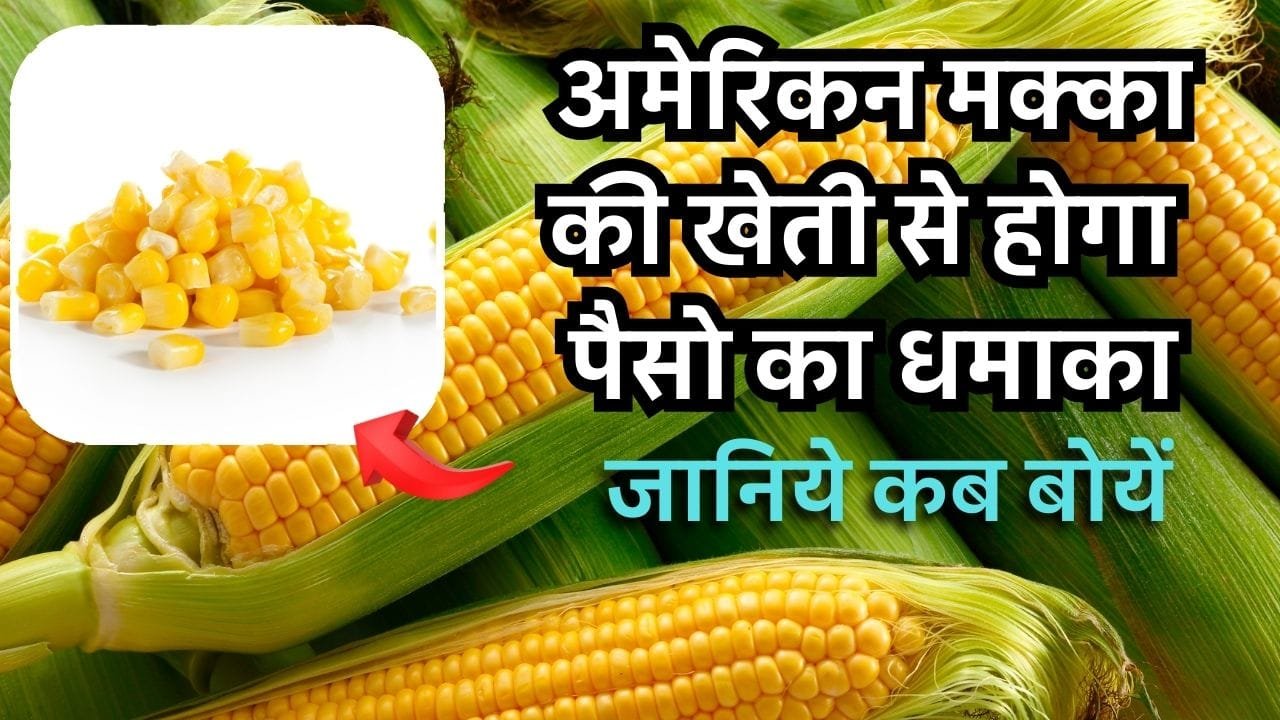 अमेरिकन मक्का कब बोया जाता है