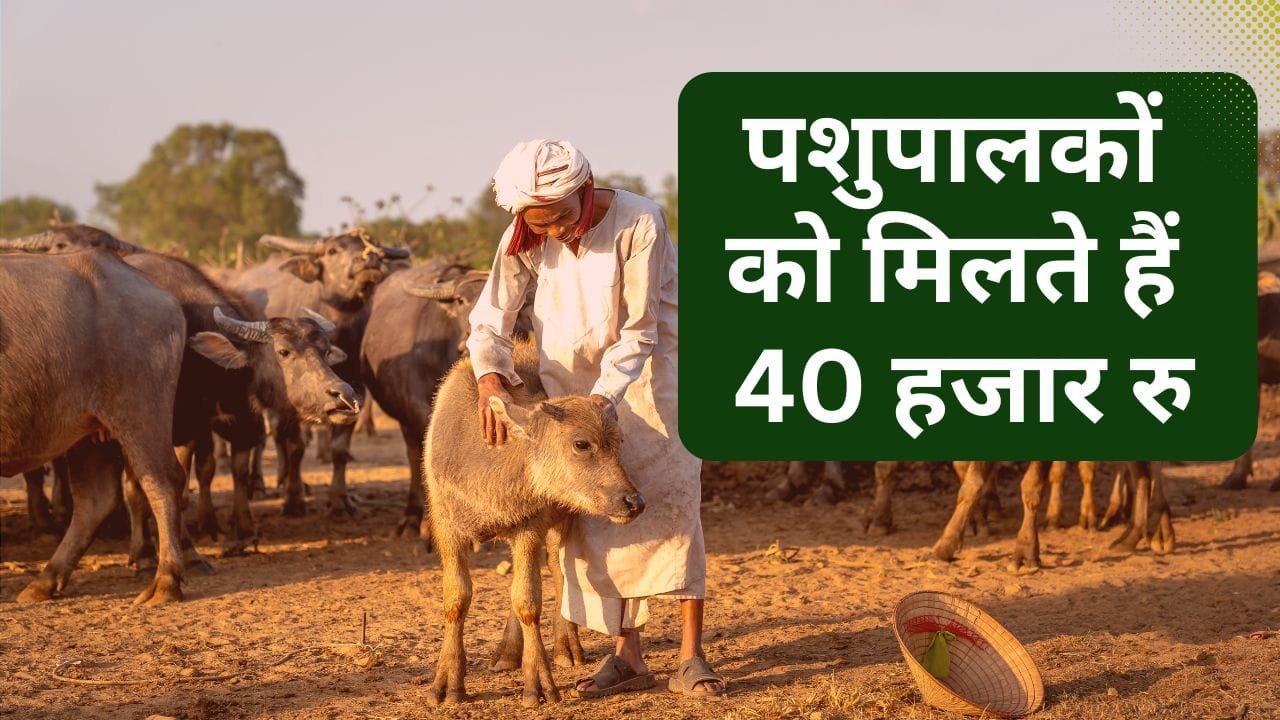 पशुओं का बीमा