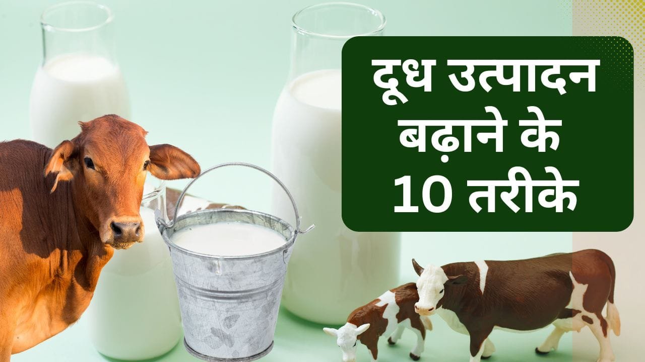 दूध उत्पादन बढ़ाने के 10 तरीके: सम्पूर्ण जानकारी