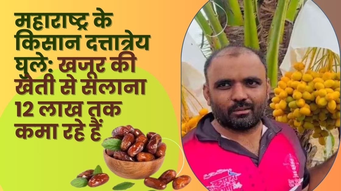 खजूर की खेती